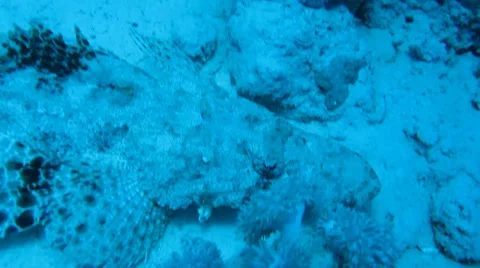 Fish crocodile on a coral reef Stock Footage 37235258