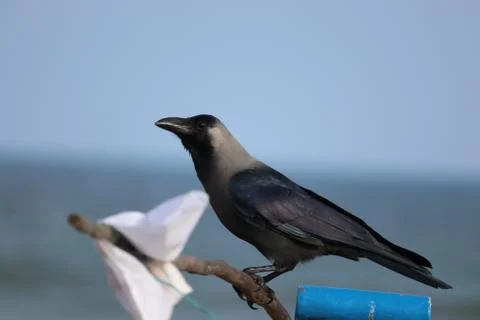 A FISH CROW ON THE BEACH Stock Photos