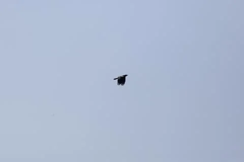 Fish Crow Stock Photos