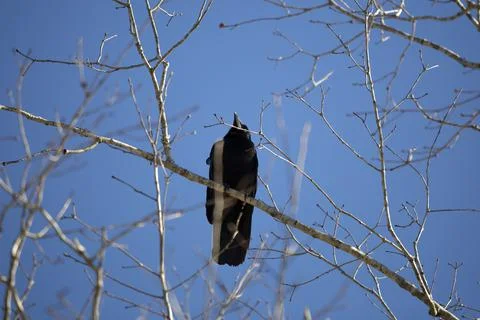 Fish Crow Stock Photos