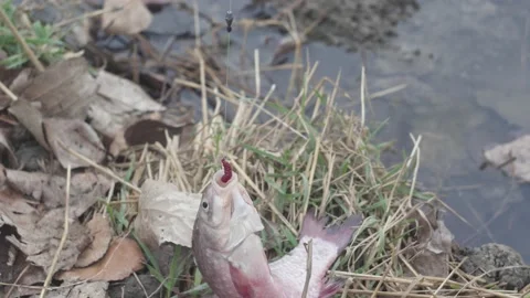 Fish crucian carp on a hook with a worm on the autumn grass Vídeos de archivo 165326527