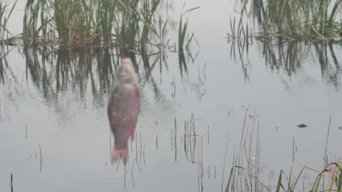 Fish crucian rotate on a hook on the background of a lake with grass side vi Vídeos de archivo 165327225