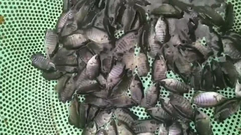 Fish Cubs In The Tub Stock Footage 230917595