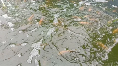 Fish cultivation 스톡 동영상 210132411