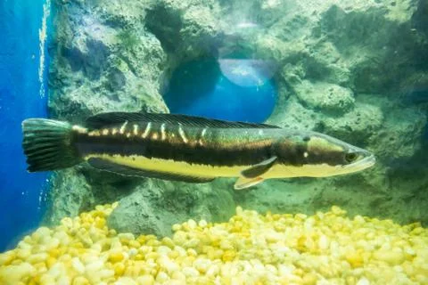 Fish in the cupboard Stock Photos