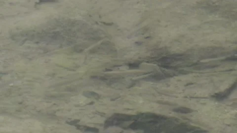 Fish in the Curone torrent Video stock 154890313