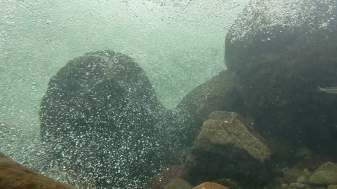 Fish in the current 02 Stock Footage 308724248