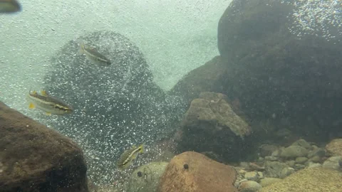 Fish in the current Stock Footage 308721824