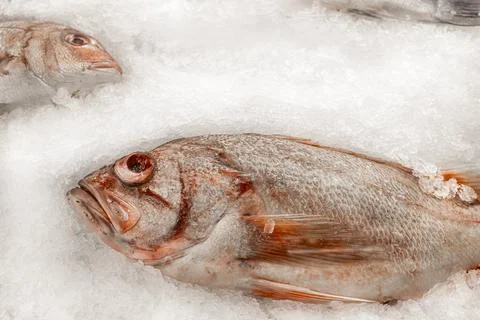 A fish is currently resting on top of a large pile of ice Stock Photos
