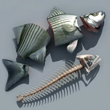 Fish Skeleton 3D Models for Download