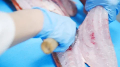 Fish cutting Stock Footage 113861434
