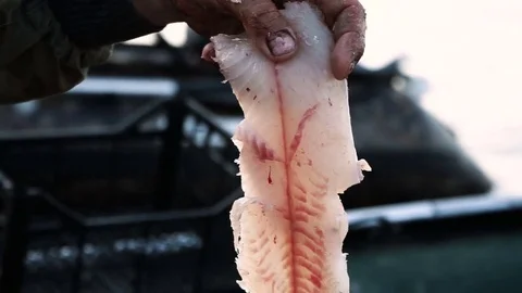 Fish cutting. Male hands preparing fish for eating cutting fillet from bones. HD Vidéo 73643152