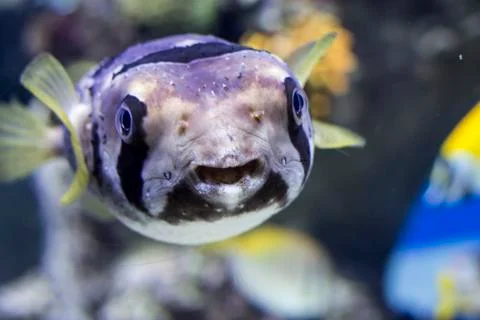 Fish Cyclichthys orbicularis Stock Photos