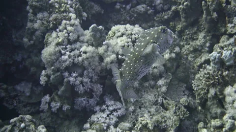 Fish Cyclichthys spilostylus or spotbase burrfish, family Diodontidae. Contains Stock Footage 146015903