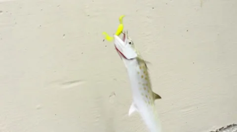 Fish dangling on a line 스톡 동영상 36924574
