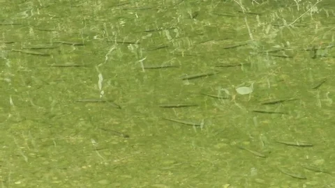 Fish in de river Stock Footage 96197009