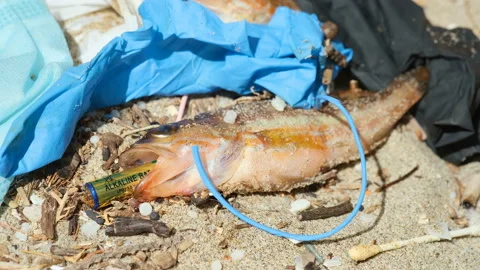 Fish dead eating alkaline battery on plastic debris polluted sea habitat, waste Stock Footage 153789255
