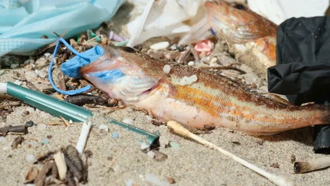 Fish dead eating plastic rubber disposal glove on a debris polluted sea habitat Stock Footage 153773089
