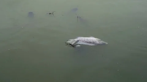 Fish dead killed from polluted water in lake pond. Video stock 83355137