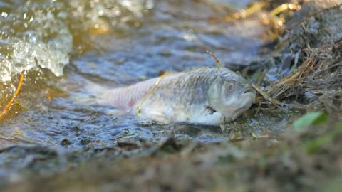 Fish dead killed from polluted water in lake. On the waves. Stock Footage 91242866