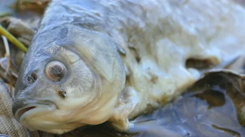 Fish dead killed from polluted water in lake. On the waves. Stock Footage 91242974