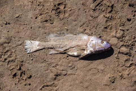 Fish dead in the sand Stock Photos