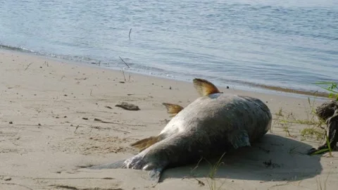 The fish is decomposing on the sandy shore. Dead fish on the beach. Dead fish on Video stock 201528038