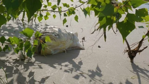 The fish is decomposing on the sandy shore. Dead fish on the beach. Dead fish on Stock Footage 208936082