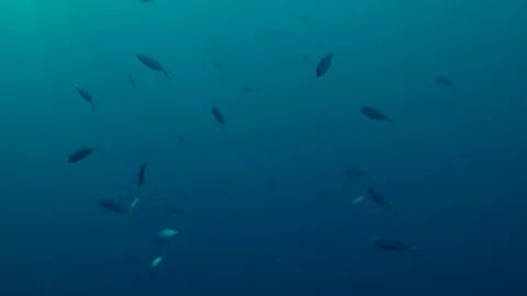 Fish in the deep blue Stock Footage 85107619
