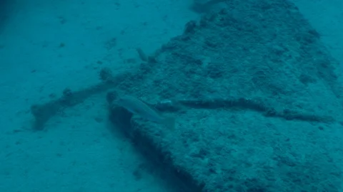 Fish at Deep Underwater Stock Footage 124211278