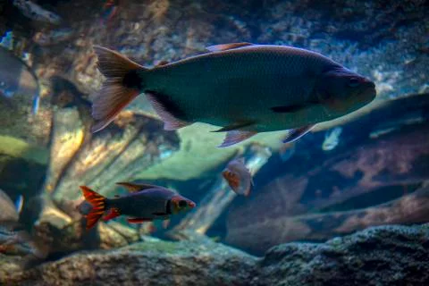 Fish in deep water Foto stock