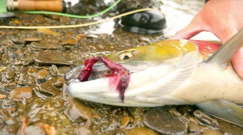 Fish Dehooked on a Riverbank Vidéo 52501815