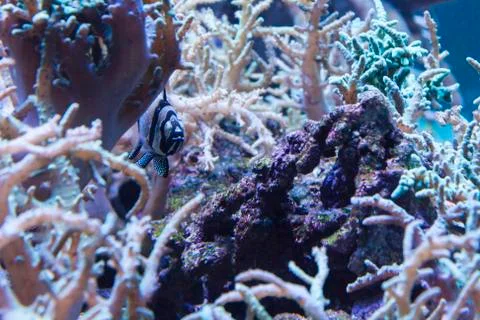Fish in dense thickets of corals Stock Photos