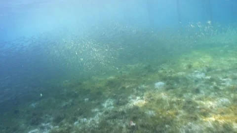 Fish in derawan 4k Stock Footage 198519039