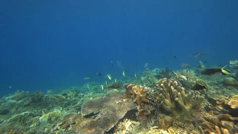 Fish derawan island beautiful Stock Footage 198519092