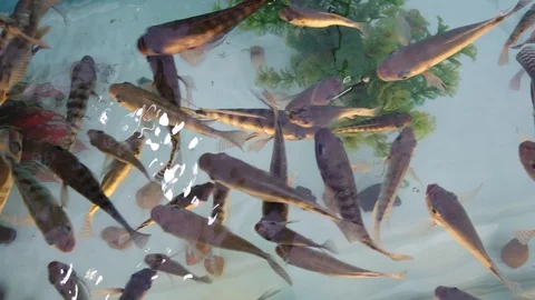 Fish is designed for peeling and massage, swims in the aquarium, close-up. Stock Footage 105804178