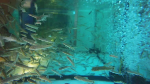 Fish is designed for peeling and massage, swims in an aquarium. Stock Footage 113632518