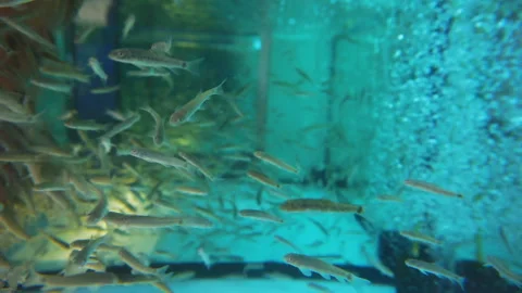 Fish is designed for peeling and massage, swims in an aquarium. Stock Footage 113632967