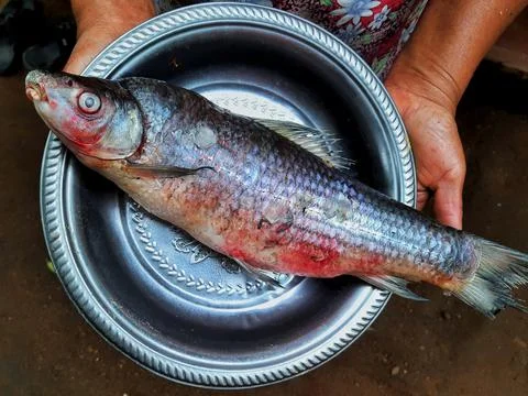 Fish dice Foto stock
