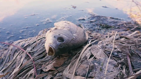 Fish die from bad environment and environmental pollution Stock Footage 106595620