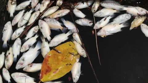 Fish die because of water pollution. Stock Footage 233545558