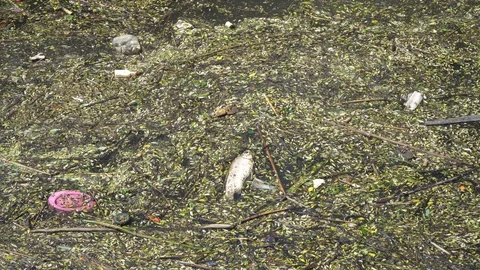 Fish Die Due to Water Pollution Stock Footage 94237269