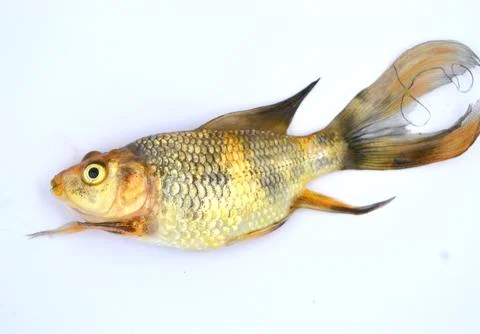 Fish die Stock Photos