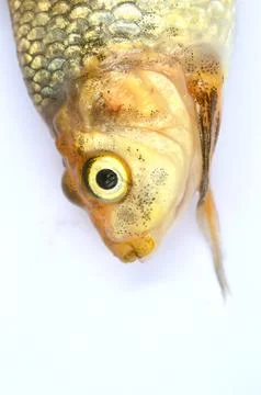 Fish died Stock Photos