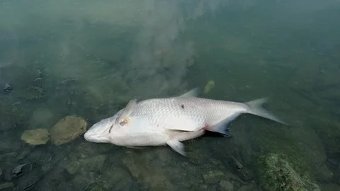The fish that died from pollution of the lake Stock Footage 246937217