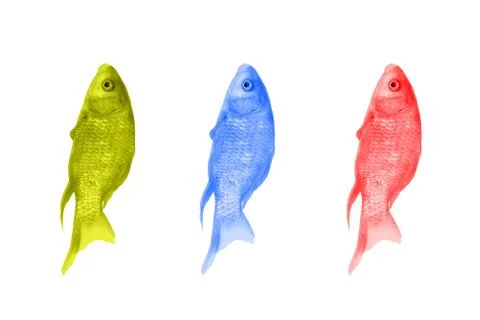 Fish of different colors on a white background. Red, green and blue fish arra Foto stock