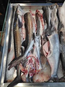 Fish of different types and varieties on the counter for sale. Stock Photos