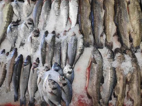 Fish of different types and varieties on the counter for sale. Stock Photos