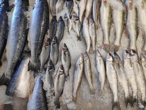 Fish of different types and varieties on the counter for sale. Stock Photos