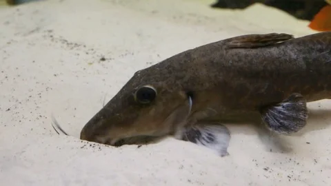 Fish is digging in  sand 스톡 동영상 74631742